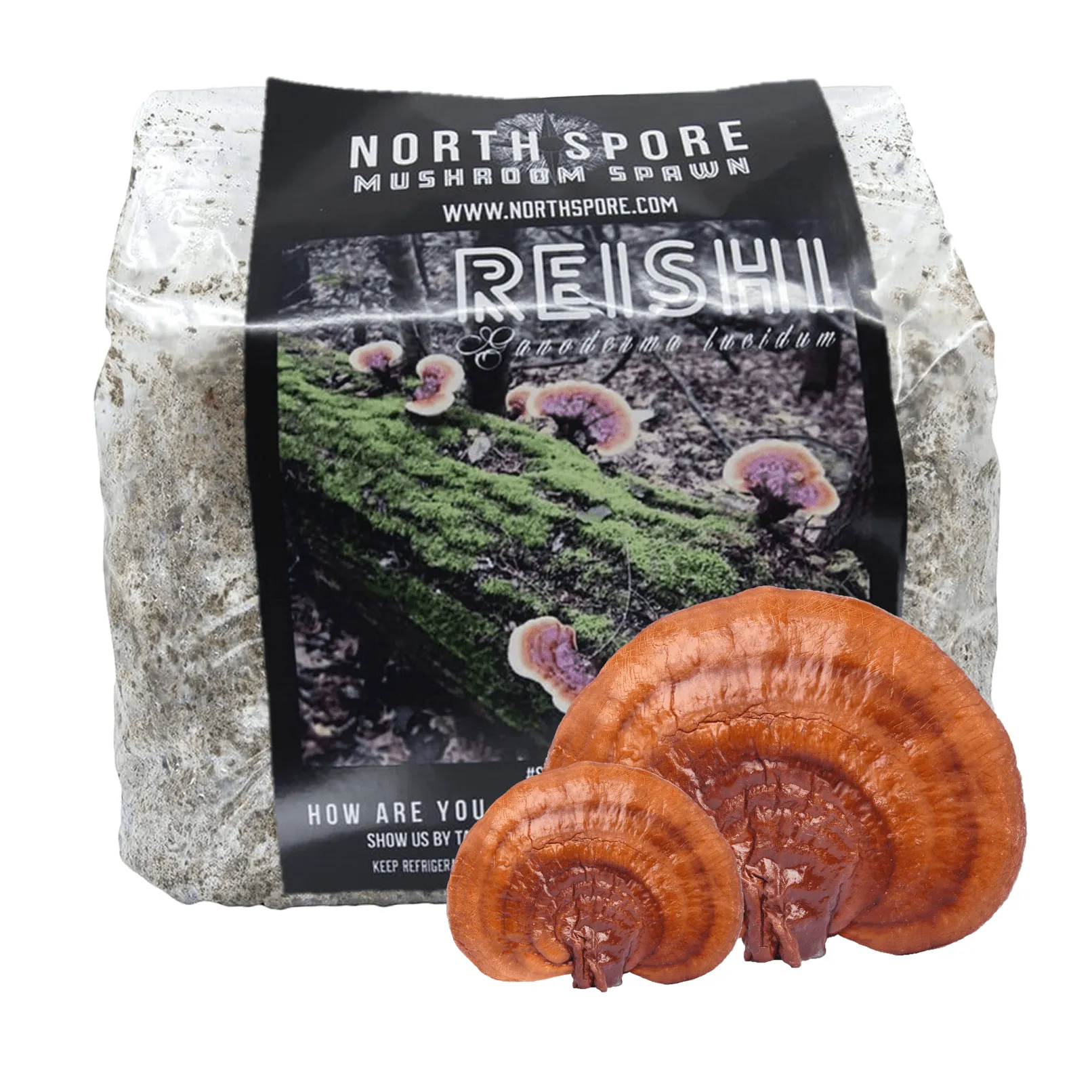 Organic Red Reishi Mushroom Sawdust Spawn