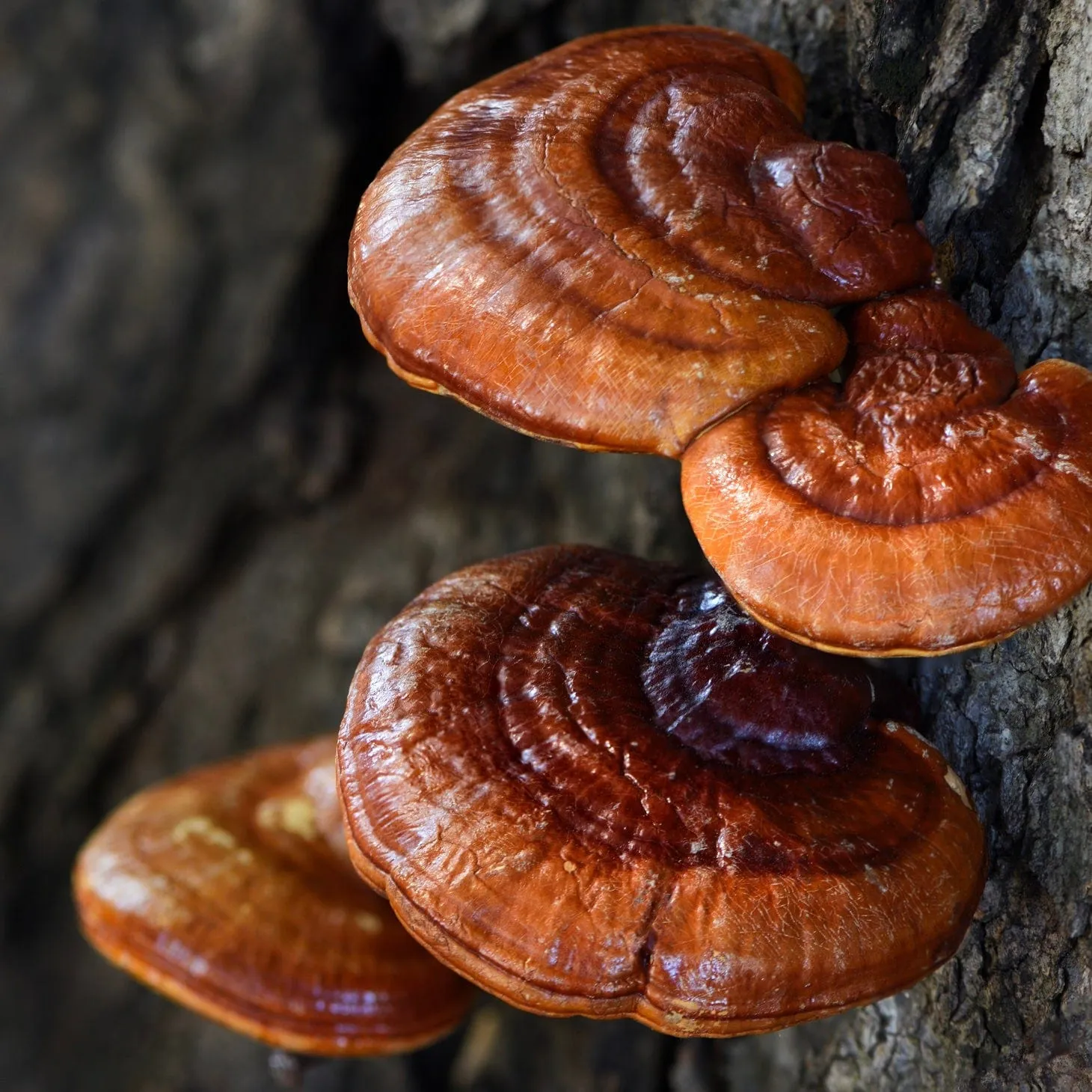 Organic Red Reishi Mushroom Sawdust Spawn